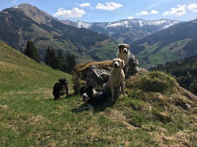 Hotel Grimming dogs & friends in Rauris im Sommer