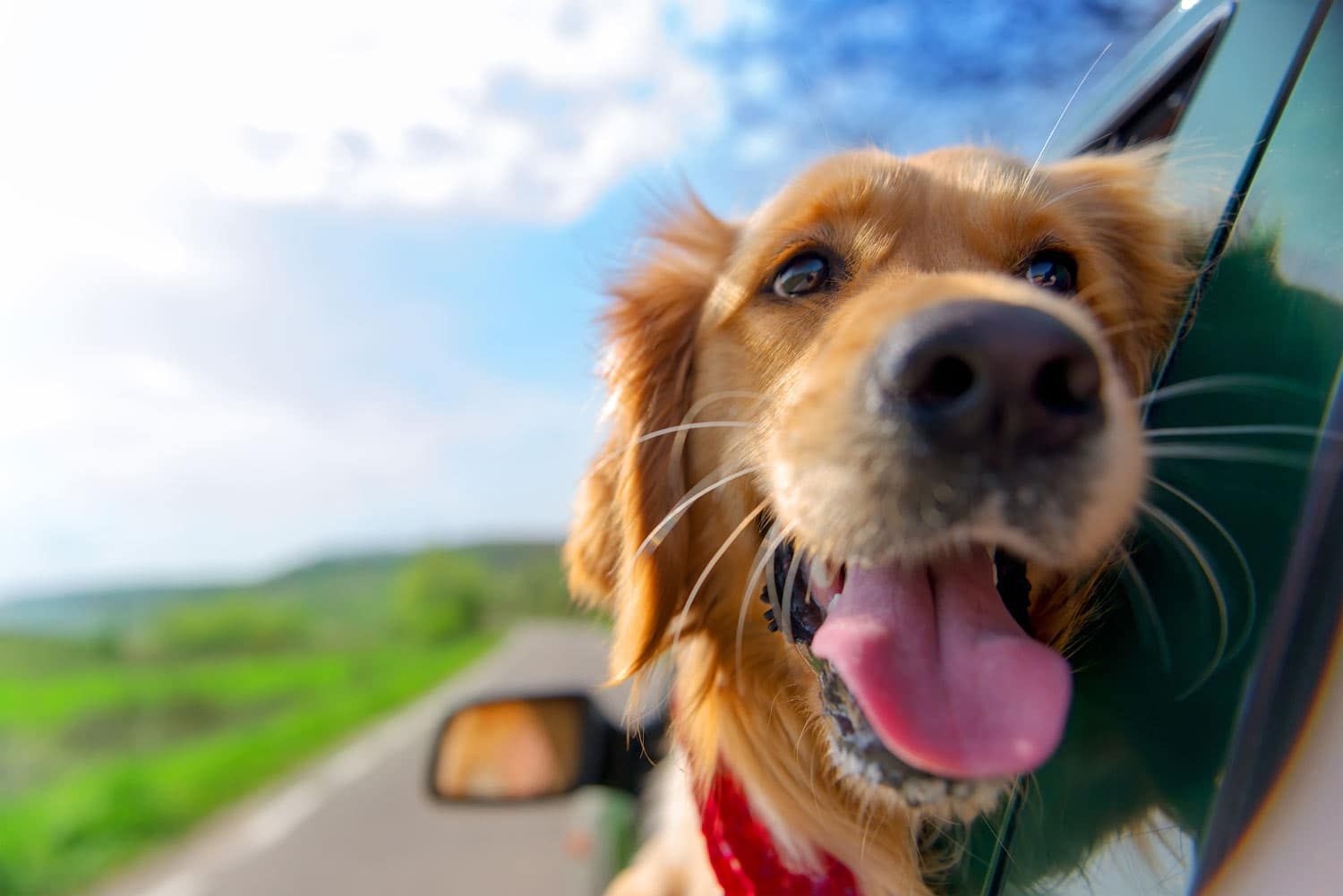 Reisen mit Hund