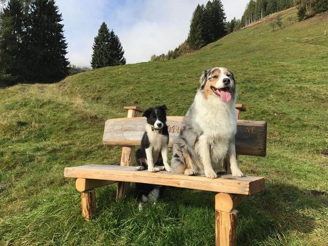 Hotel Grimming dogs & friends