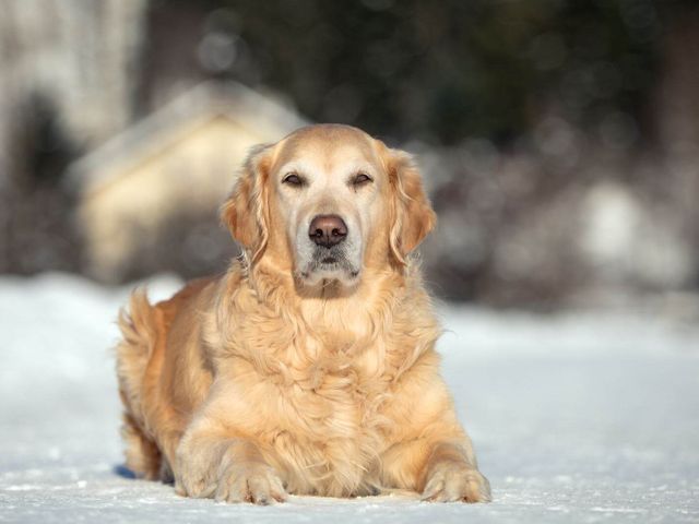 Hotel Grimming dogs & friends