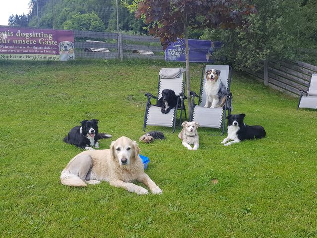 Hotel Grimming dogs & friends