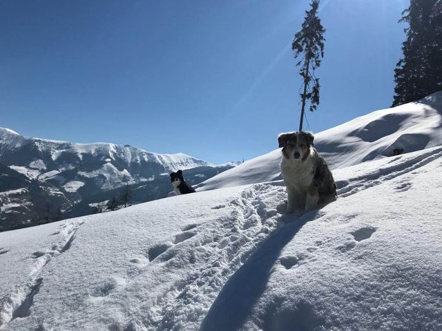 Hotel Grimming dogs & friends