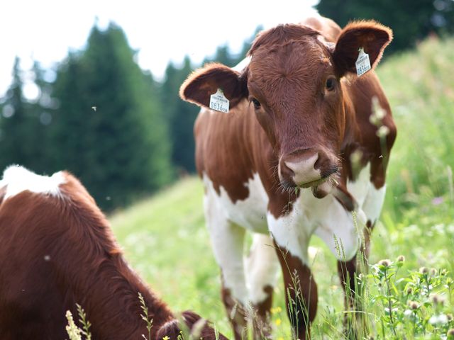 Ferienwohnungen Stefanie & Bergerhäusl